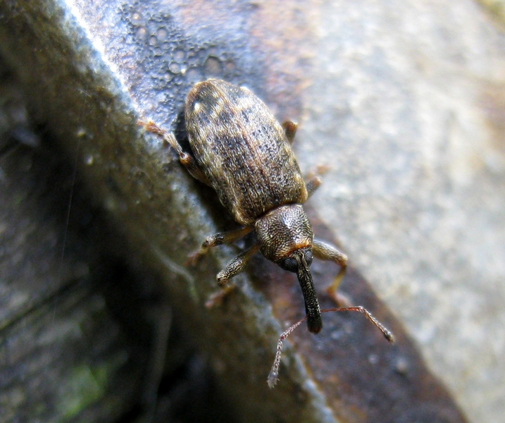 Dorytomus sp.